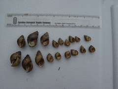 Campeloma decampi