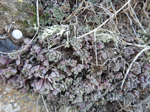 Aichryson tortuosum, photograph 4