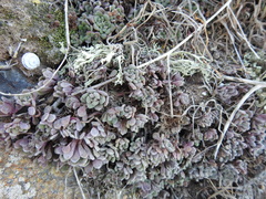 amantedarmanin, CC BY, iNaturalist via GBIF Aichryson tortuosum, photograph amantedarmanin, CC BY, iNaturalist via GBIF