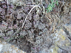 amantedarmanin, CC BY, iNaturalist via GBIF Aichryson tortuosum, photograph amantedarmanin, CC BY, iNaturalist via GBIF