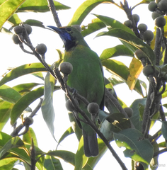 Chloropsis aurifrons