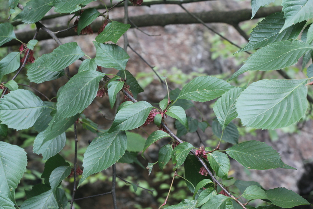 Euptelea pleiosperma