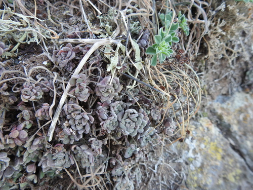 Aichryson tortuosum, photograph 5
