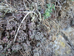 amantedarmanin, CC BY, iNaturalist via GBIF Aichryson tortuosum, photograph amantedarmanin, CC BY, iNaturalist via GBIF