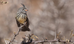 Anairetes flavirostris