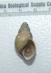 Campeloma decampi
