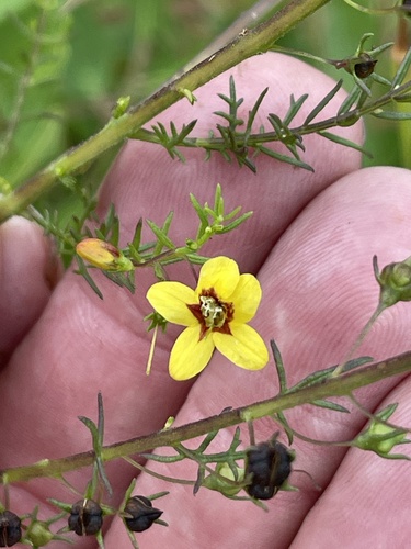 Yaupon Blacksenna (Seymeria cassioides)