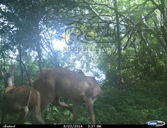 Odocoileus virginianus sinaloae