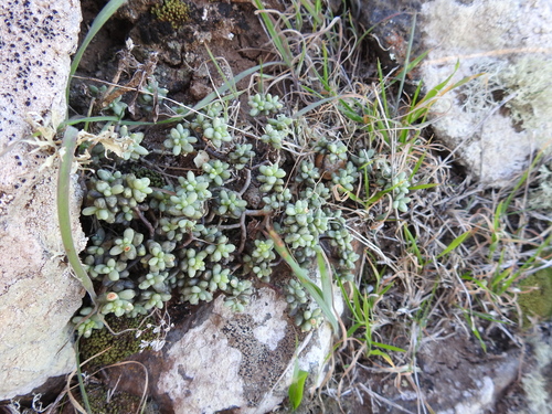 Sedum lancerottense, photograph 1