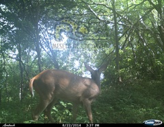 Odocoileus virginianus sinaloae