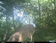 Odocoileus virginianus sinaloae