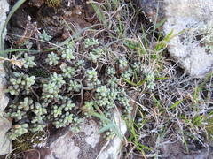 Sedum lancerottense