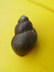 Campeloma decampi