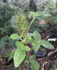 Acalypha alopecuroidea