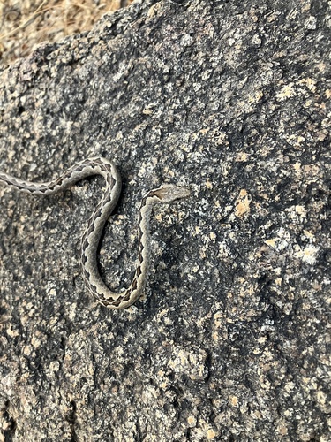 Western Bark Snake