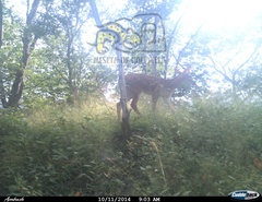 Odocoileus virginianus sinaloae