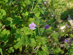 Geranium molle