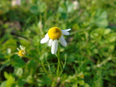 Matricaria chamomilla