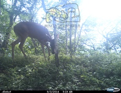 Odocoileus virginianus sinaloae