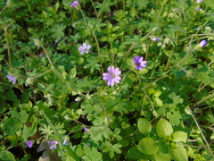Geranium molle