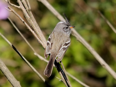 Anairetes flavirostris