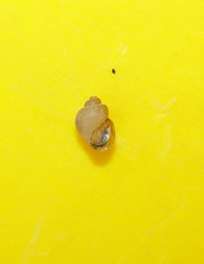 Campeloma decampi