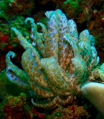 Phyllodesmium longicirrum