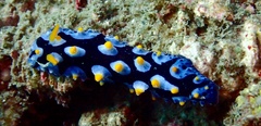 Phyllidia picta