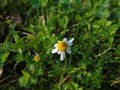Matricaria chamomilla