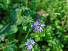 Geranium molle