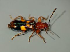 Phymatophaea guttigera