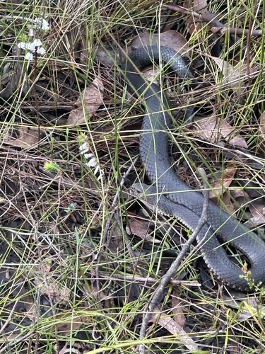 Highlands Copperhead sighting