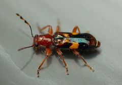 Phymatophaea guttigera