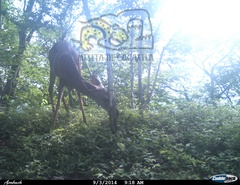 Odocoileus virginianus sinaloae