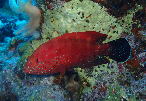 Cephalopholis hemistiktos