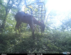 Odocoileus virginianus sinaloae