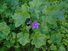 Malva sylvestris