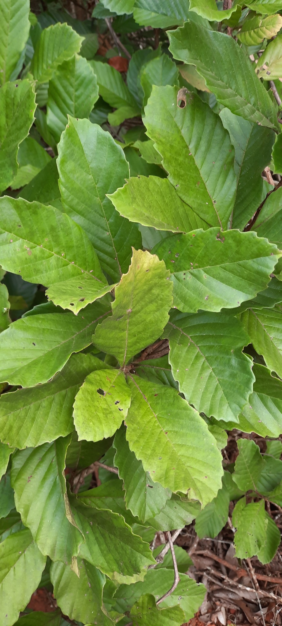 Davilla nitida