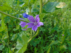Malva sylvestris