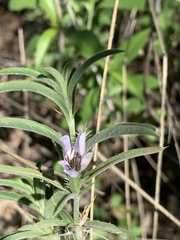Barleria virgula