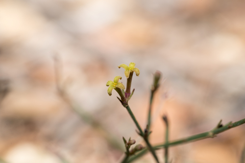 Short-leaved Woodruff (Thliphthisa brevifolia)