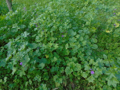 Malva sylvestris