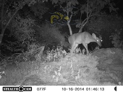 Odocoileus virginianus sinaloae