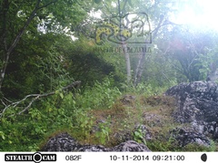 Odocoileus virginianus sinaloae