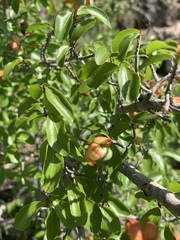 Ochna inermis
