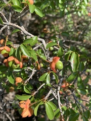 Ochna inermis