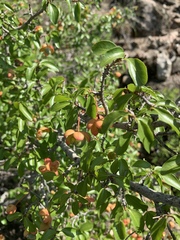 Ochna inermis