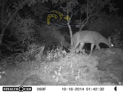 Odocoileus virginianus sinaloae