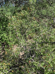 Ochna inermis