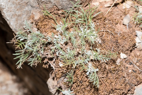 Anthemis cretica, photograph 3